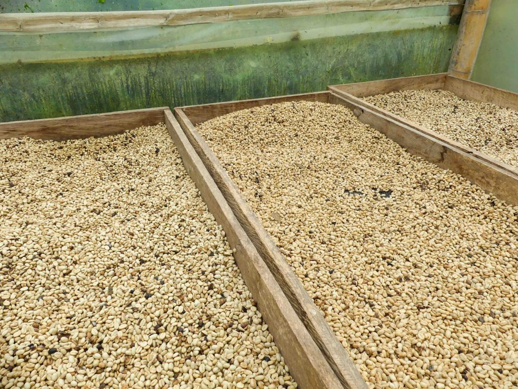 Kaffebönor som torkas i växthus.
